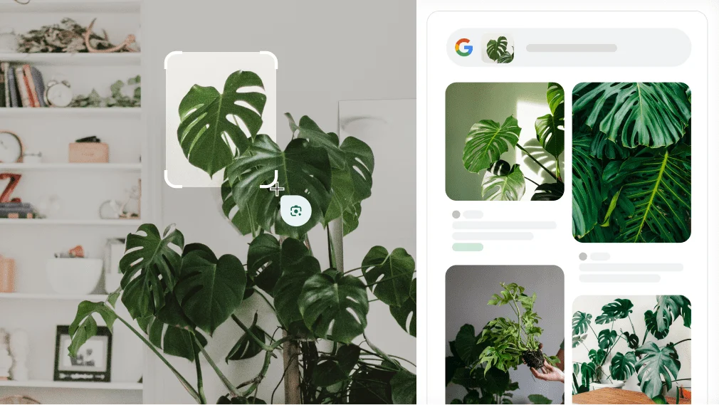 Google Lens este folosit pentru a identifica o plantă Monstera.